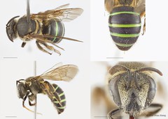 Nomia (Acunomia) strigata