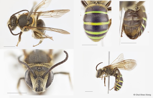 Nomia (Acunomia) strigata