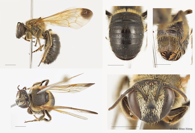 Nomia (Maculonomia) terminata