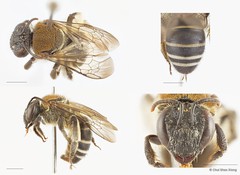 Nomia (Gnathonomia) thoracica