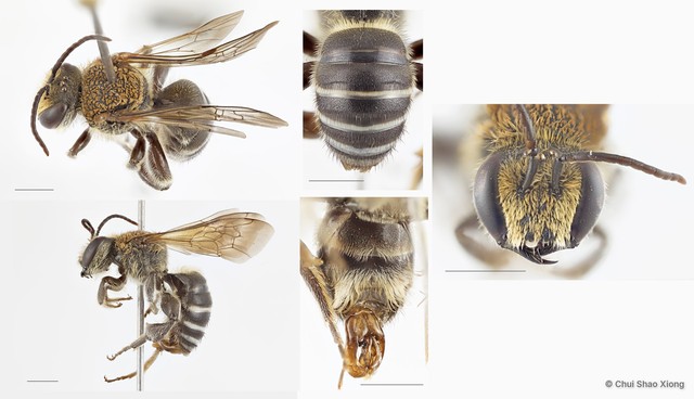 Nomia (Gnathonomia) thoracica