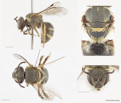 Patellapis (Pachyhalictus) murbanus