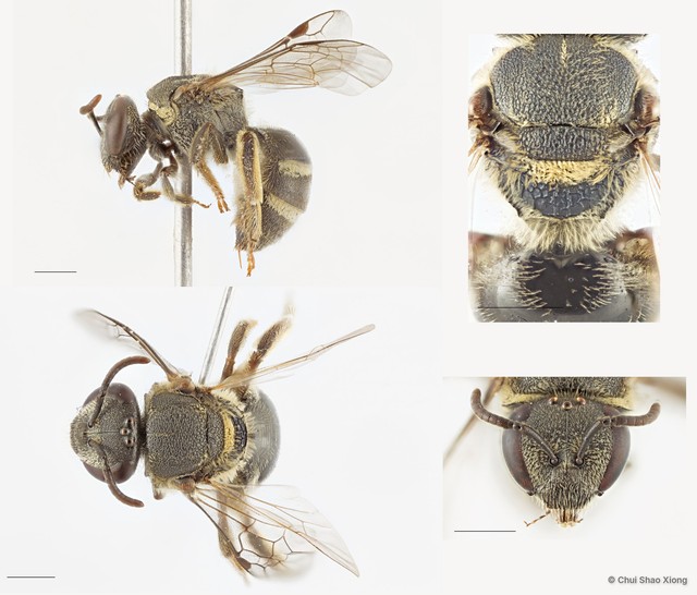 Patellapis (Pachyhalictus) murbanus • © Chui Shao Xiong • All Rights Reserved