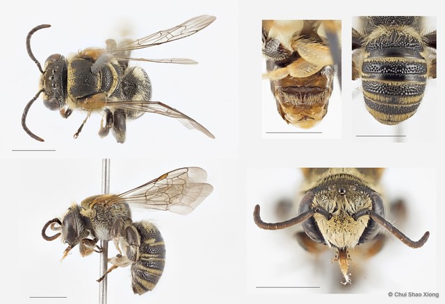 Pseudapis (Pseudapis) siamensis