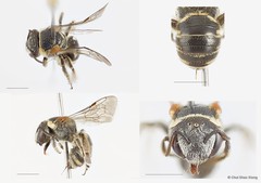 Pseudapis (Pseudapis) siamensis