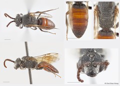 Sphecodes sp. "2"