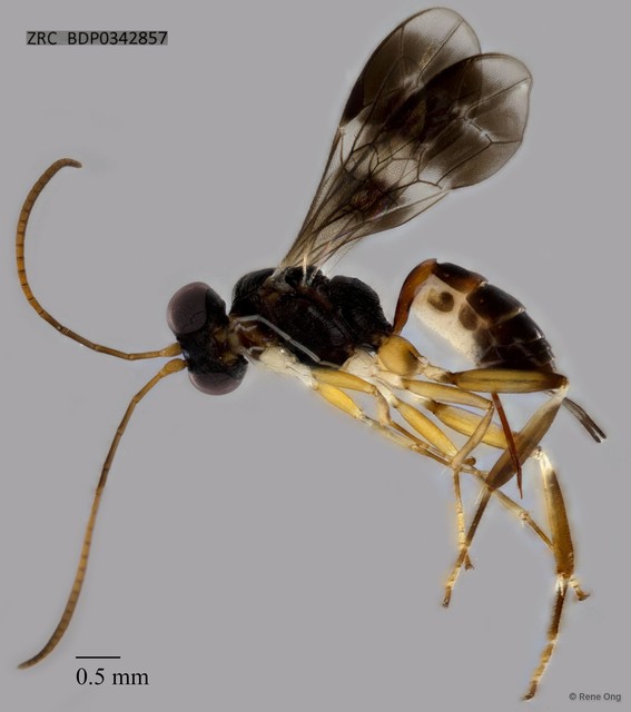 Ichneumonidae sp. "ZRCBDP0342857" • © Rene Ong • All Rights Reserved