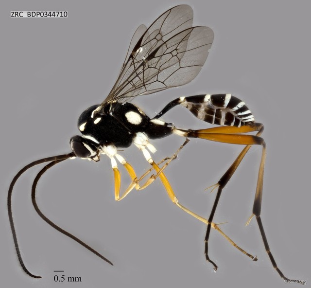 Ichneumonidae sp. "ZRCBDP0344710" • © Rene Ong • All Rights Reserved
