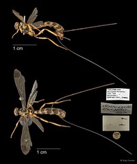 Epirhyssa flavopicta • © Ang Yuchen • All Rights Reserved