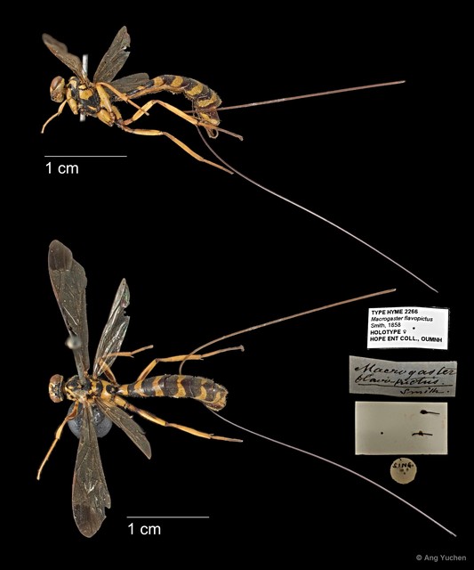 Epirhyssa flavopicta • © Ang Yuchen • All Rights Reserved