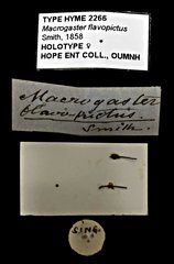 Epirhyssa flavopicta • All Rights Reserved Museum Label