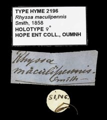 Lytarmes maculipennis • All Rights Reserved Museum Label
