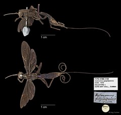Xorides fulgidipennis • © Ang Yuchen • All Rights Reserved
