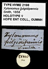Xorides fulgidipennis • All Rights Reserved Museum Label