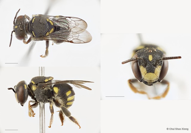 Anthidiellum (Pycnanthidium) smithii • © Chui Shao Xiong • All Rights Reserved