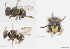 Anthidiellum (Pycnanthidium) smithii • © Chui Shao Xiong • All Rights Reserved