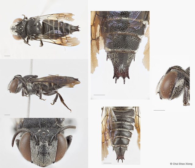 Coelioxys (Allocoelioxys) sp. "2" • © Chui Shao Xiong • All Rights Reserved
