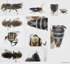 Coelioxys (Torridapis) sp. "n" • © Chui Shao Xiong • All Rights Reserved