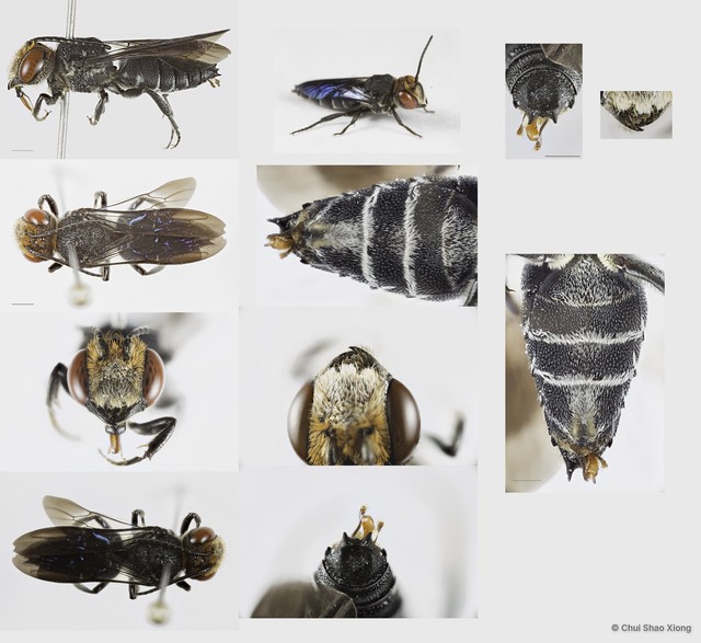 Coelioxys (Torridapis) sp. "n"