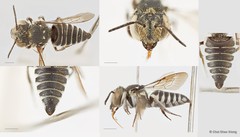 Coelioxys (Allocoelioxys) angulatus Smith, 1870