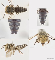 Coelioxys (Allocoelioxys) angulatus • © Chui Shao Xiong • All Rights Reserved