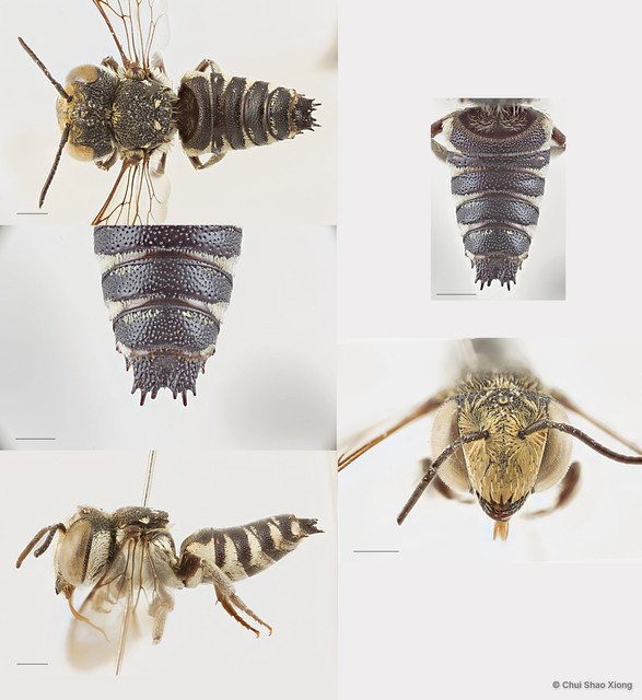 Coelioxys (Allocoelioxys) angulatus