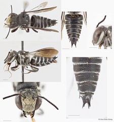 Coelioxys (Callosarissa) confusus • © Chui Shao Xiong • All Rights Reserved