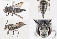 Coelioxys (Callosarissa) confusus