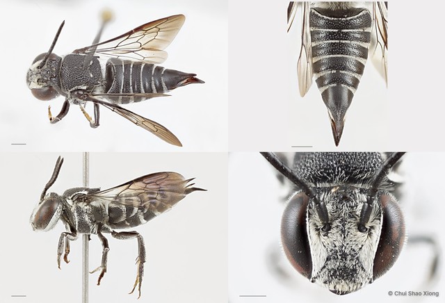 Coelioxys (Callosarissa) confusus • © Chui Shao Xiong • All Rights Reserved
