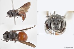 Euaspis sp. "1"