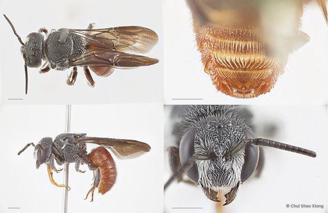 Euaspis polynesia