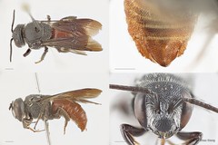 Euaspis polynesia