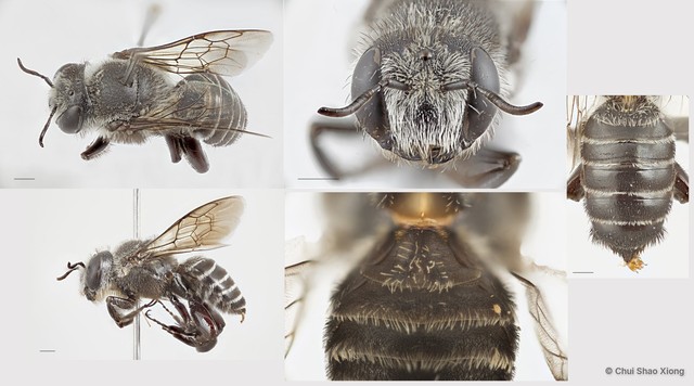 Lithurgus sp. "1"