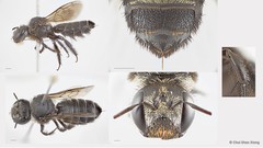 Lithurgus sp. "2"