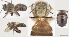 Lithurgus sp. "2" • © Chui Shao Xiong • All Rights Reserved