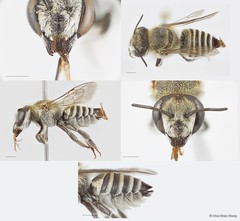 Megachile (Eutricharaea) sp. "1 [white scopa/crenulate T6]"