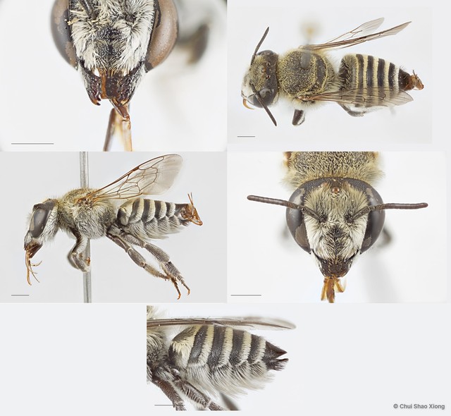 Megachile (Eutricharaea) sp. "1 [white scopa/crenulate T6]" • © Chui Shao Xiong • All Rights Reserved
