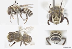 Megachile (Eutricharaea) sp. "1 [white scopa/crenulate T6]" • © Chui Shao Xiong • All Rights Reserved