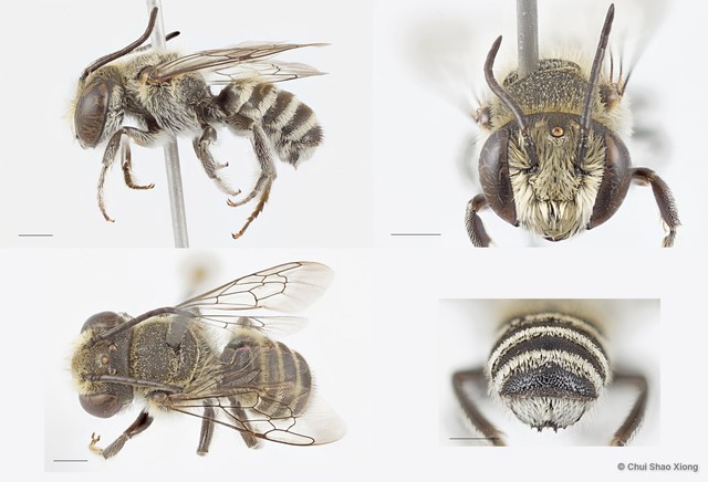 Megachile (Eutricharaea) sp. "1 [white scopa/crenulate T6]"