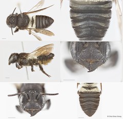 Megachile (Callomegachile) sp. "biroi group"