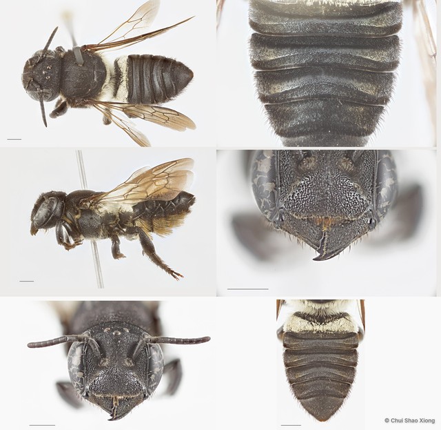 Megachile (Callomegachile) sp. "biroi group" • © Chui Shao Xiong • All Rights Reserved