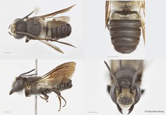 Megachile (Callomegachile) sp. "biroi group" • © Chui Shao Xiong • All Rights Reserved