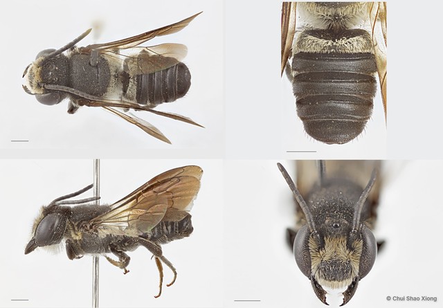 Megachile (Callomegachile) sp. "biroi group"