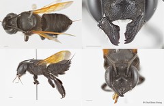 Megachile (Aethomegachile) sp. "fusciventris group"