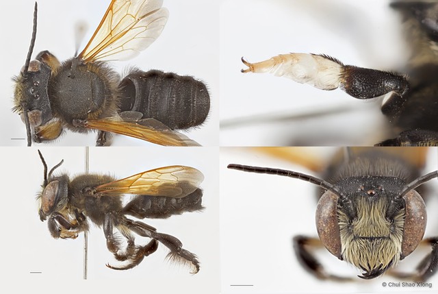 Megachile (Aethomegachile) sp. "fusciventris group"