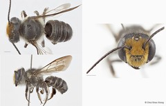 Megachile (Aethomegachile) sp. "nr. borneana"