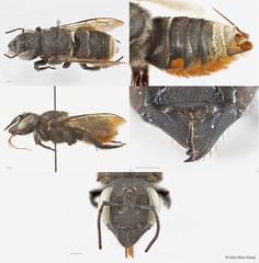 Megachile (Callomegachile) sp. "sensu lato ornata"