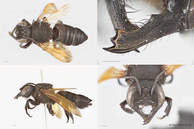 Megachile (Callomegachile) sp. "sensu lato tuberculata" • © Chui Shao Xiong • All Rights Reserved