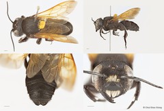Megachile (Callomegachile) sp. "sensu lato tuberculata" • © Chui Shao Xiong • All Rights Reserved
