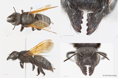 Megachile (Creightonella) atrata